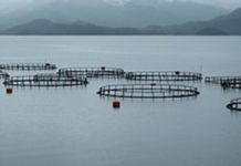 Trabajador de Talcahuano murió en centro de cultivo salmonero de Aysén