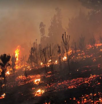 “Tenemos que diversificar nuestro paisaje, hacerlo menos vulnerable a estos incendios” indica Mauro González, académico UACh y coordinador de Informe a las Naciones sobre Incendios Forestales en Chile