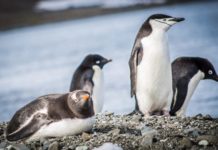 Detectan nuevos virus en pingüinos en un amplio sector de la Antártica