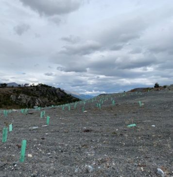 Rechazan que CONAF y Ejército estén reforestando con Pino y no con nativas dos Parques Nacionales en Magallanes
