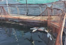 Salmones muertos en Chiloé: Multinacional japonesa no avisó de esta emergencia a Autoridades