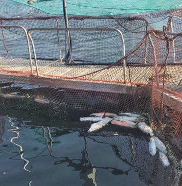Salmones muertos en Chiloé: Multinacional japonesa no avisó de esta emergencia a Autoridades
