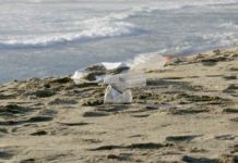 Celebran aprobación unánime en el Senado de ley que regula plásticos de un solo uso y botellas desechables