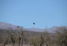 Energía fotovoltaica, cuando la energía solar se transforma en una caldera a presión