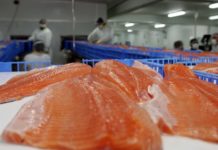 Oceana da a conocer nuevo ranking de antibióticos en la salmonicultura y persiste preocupación por falta de transparencia