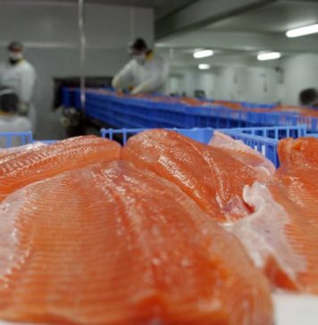 Oceana da a conocer nuevo ranking de antibióticos en la salmonicultura y persiste preocupación por falta de transparencia