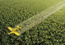 Perú | Quince años más de moratoria a los Transgénicos