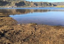 Encuentran más de 800 pejerreyes muertos en Humedal de Tunquén