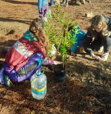 Comunidad reforesta y rescata Pillán Wechün (La Puntilla) en Algarrobo