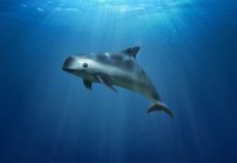 Urgen a México Evitar la Extinción de la Vaquita Marina
