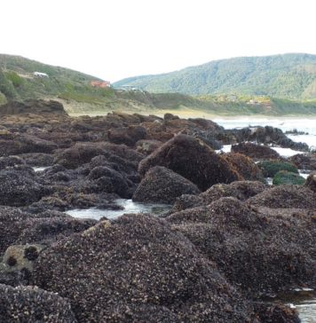 Investigación determinó parámetros para verificar la recuperación de los ecosistemas marinos de las costas chilenas