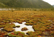 Organizaciones exigen que se apruebe ley que prohíba depredación de turberas y pomponales para proteger el agua