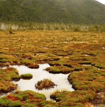Organizaciones exigen que se apruebe ley que prohíba depredación de turberas y pomponales para proteger el agua