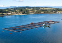 Nuevamente Corte Suprema resuelve en favor de la transparencia: salmoneras deberán entregar datos de antibióticos