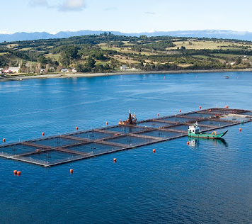 Nuevamente Corte Suprema resuelve en favor de la transparencia: salmoneras deberán entregar datos de antibióticos