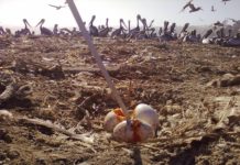 Renuevan concesión marítima a Cofradía Náutica por 20 años más