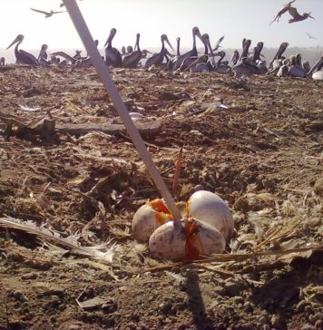 Renuevan concesión marítima a Cofradía Náutica por 20 años más