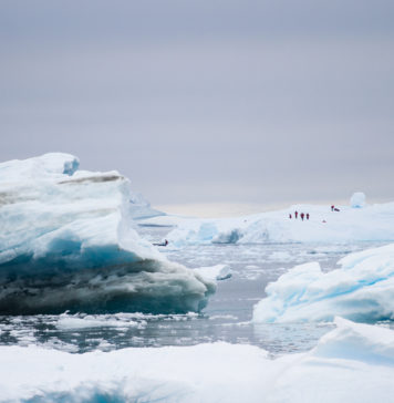 Estudio | Fuerte disminución de kril antártico para el año 2100