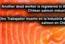 Muere otro trabajador salmonero en Chile: ¿Es la Necro industria del salmón en la Patagonia?