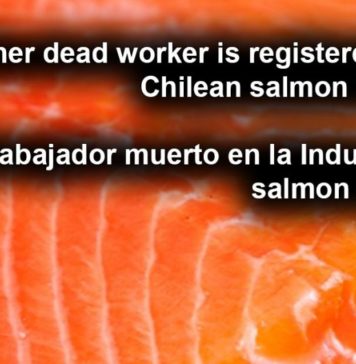 Muere otro trabajador salmonero en Chile: ¿Es la Necro industria del salmón en la Patagonia?