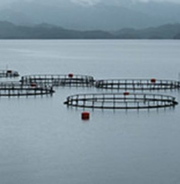 Trabajador de Talcahuano murió en centro de cultivo salmonero de Aysén