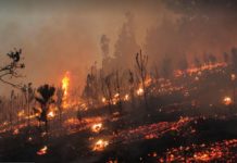 “Tenemos que diversificar nuestro paisaje, hacerlo menos vulnerable a estos incendios” indica Mauro González, académico UACh y coordinador de Informe a las Naciones sobre Incendios Forestales en Chile