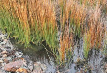 Pueblo Yagán y Bienes Nacionales buscan asegurar la conservación y transmisión cultural de la cestería del junquillo