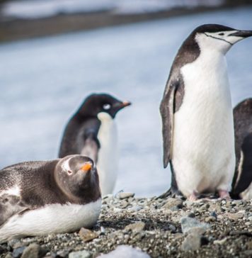 Detectan nuevos virus en pingüinos en un amplio sector de la Antártica