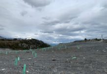 Rechazan que CONAF y Ejército estén reforestando con Pino y no con nativas dos Parques Nacionales en Magallanes