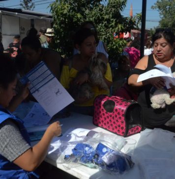 Ley Cholito: 896 mil mascotas han sido inscritas y chipeadas pero 10 mil figuran sin dueño