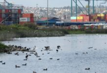 Humedal Ojos de Mar: «Nos hemos levantado pues este proyecto es un ecocidio»