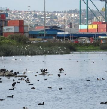 Humedal Ojos de Mar: «Nos hemos levantado pues este proyecto es un ecocidio»