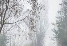 Empresa que destruye humedal en Laja tiene antecedentes de irregularidades y falsificación de documentos