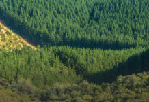 Fracturas hidrometabólicas del extractivismo forestal: resistencias y acción directa en Chile y Wallmapu