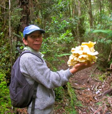 Organizaciones y comunidades indígenas demandan consulta indígena del Proyecto Ley Marco sobre cambio climático