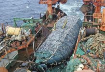 Oceana publica informe científico con antecedentes para eliminar el arrastre de fondo en la merluza común