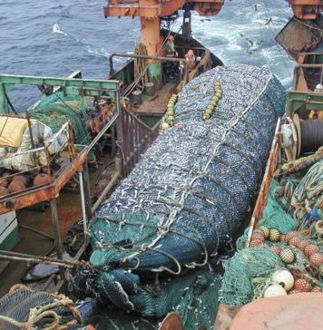 Oceana publica informe científico con antecedentes para eliminar el arrastre de fondo en la merluza común