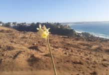 Movimiento No al Rabanal logra que oficien a Ministra de Medioambiente y Alcalde de Algarrobo