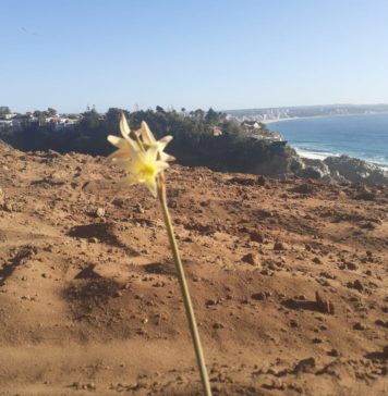 Movimiento No al Rabanal logra que oficien a Ministra de Medioambiente y Alcalde de Algarrobo