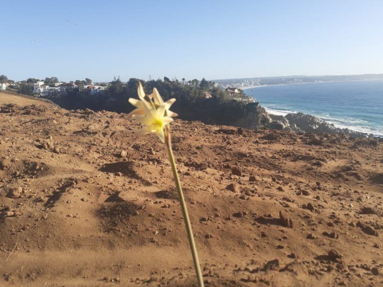 Movimiento No al Rabanal logra que oficien a Ministra de Medioambiente y Alcalde de Algarrobo