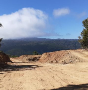 Los Pellines: Agrícola Kuriñanco no detiene faenas, pese a orden judicial de no innovar