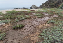 Evalúan consecuencias tras alud en Mirasol: «Hay un daño evidente en la flora y fauna» producto de la inmobiliaria