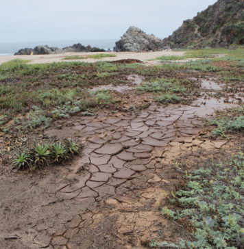 Evalúan consecuencias tras alud en Mirasol: «Hay un daño evidente en la flora y fauna» producto de la inmobiliaria
