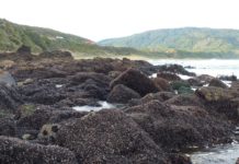 Investigación determinó parámetros para verificar la recuperación de los ecosistemas marinos de las costas chilenas