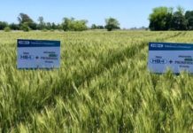 En la puerta del horno: Pan transgénico y con residuos de plaguicidas peligrosos