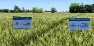 En la puerta del horno: Pan transgénico y con residuos de plaguicidas peligrosos