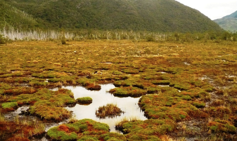 Organizaciones exigen que se apruebe ley que prohíba depredación de turberas y pomponales para proteger el agua