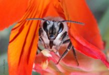 Crisis de la polinización en Chile: científicos proponen acciones locales para abordar problema global