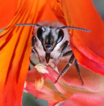 Crisis de la polinización en Chile: científicos proponen acciones locales para abordar problema global