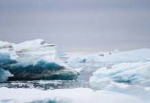Estudio | Fuerte disminución de kril antártico para el año 2100